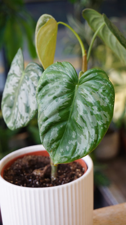 Philodendron McDowell x Brandtianum studio plantes rares jungle jardinerie strasbourg rare plant shop online pflanzen leaf zoom