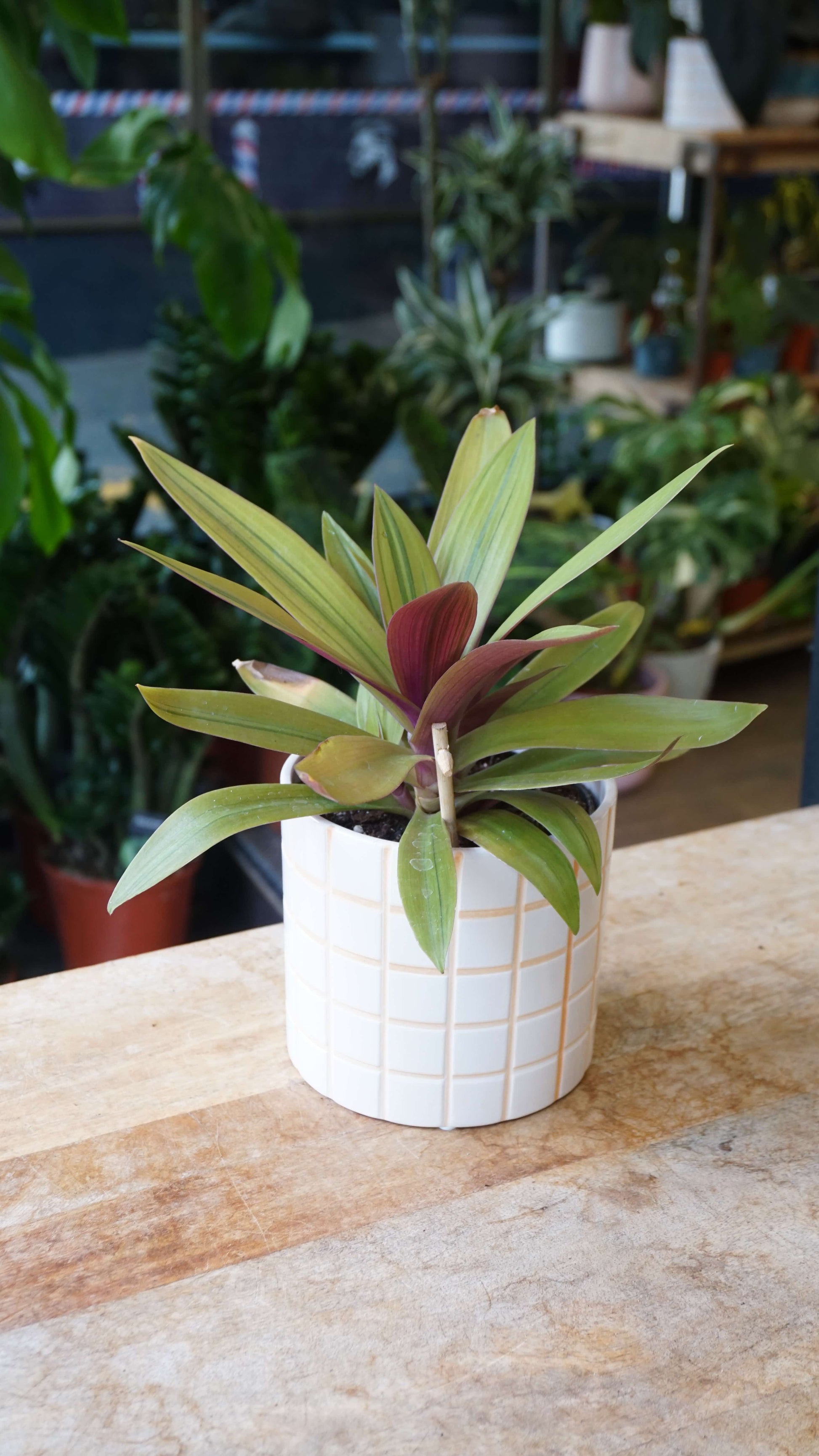 Tradescantia Spathacea Sitara Gold studio plantes rares jungle jardinerie strasbourg rare plant shop online pflanzen