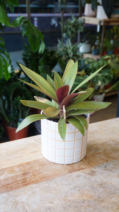 Tradescantia Spathacea Sitara Gold studio plantes rares jungle jardinerie strasbourg rare plant shop online pflanzen