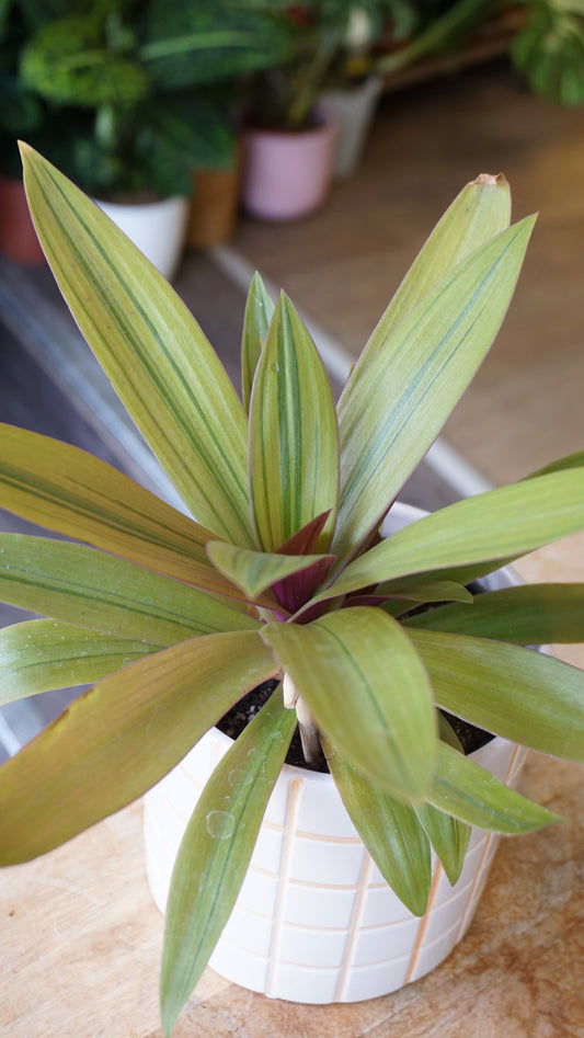 Tradescantia Spathacea Sitara Gold studio plantes rares jungle jardinerie strasbourg rare plant shop online pflanzen leaf zoom