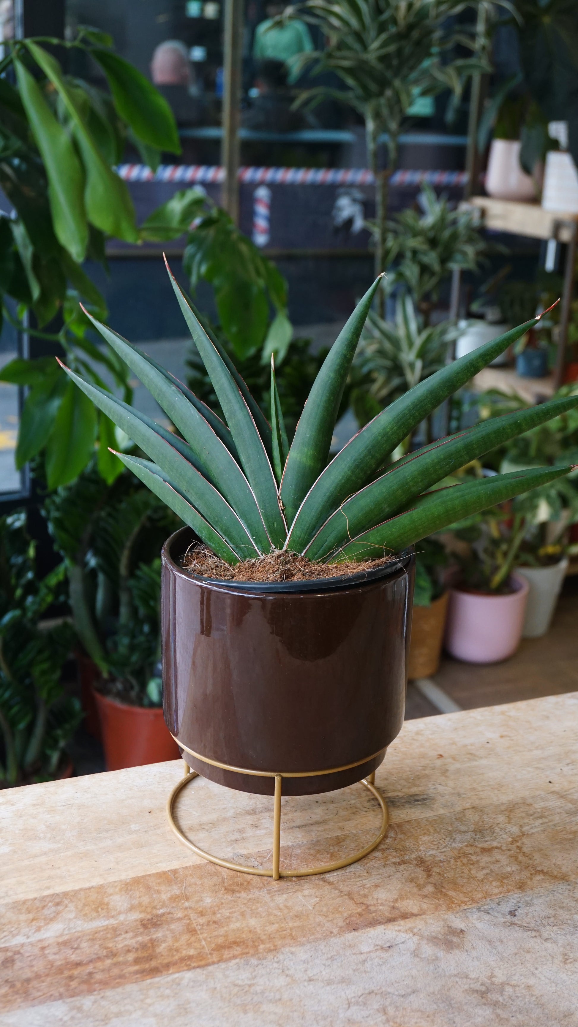 Sansevieria Samurai studio plantes rares jungle jardinerie strasbourg rare plant shop online pflanzen
