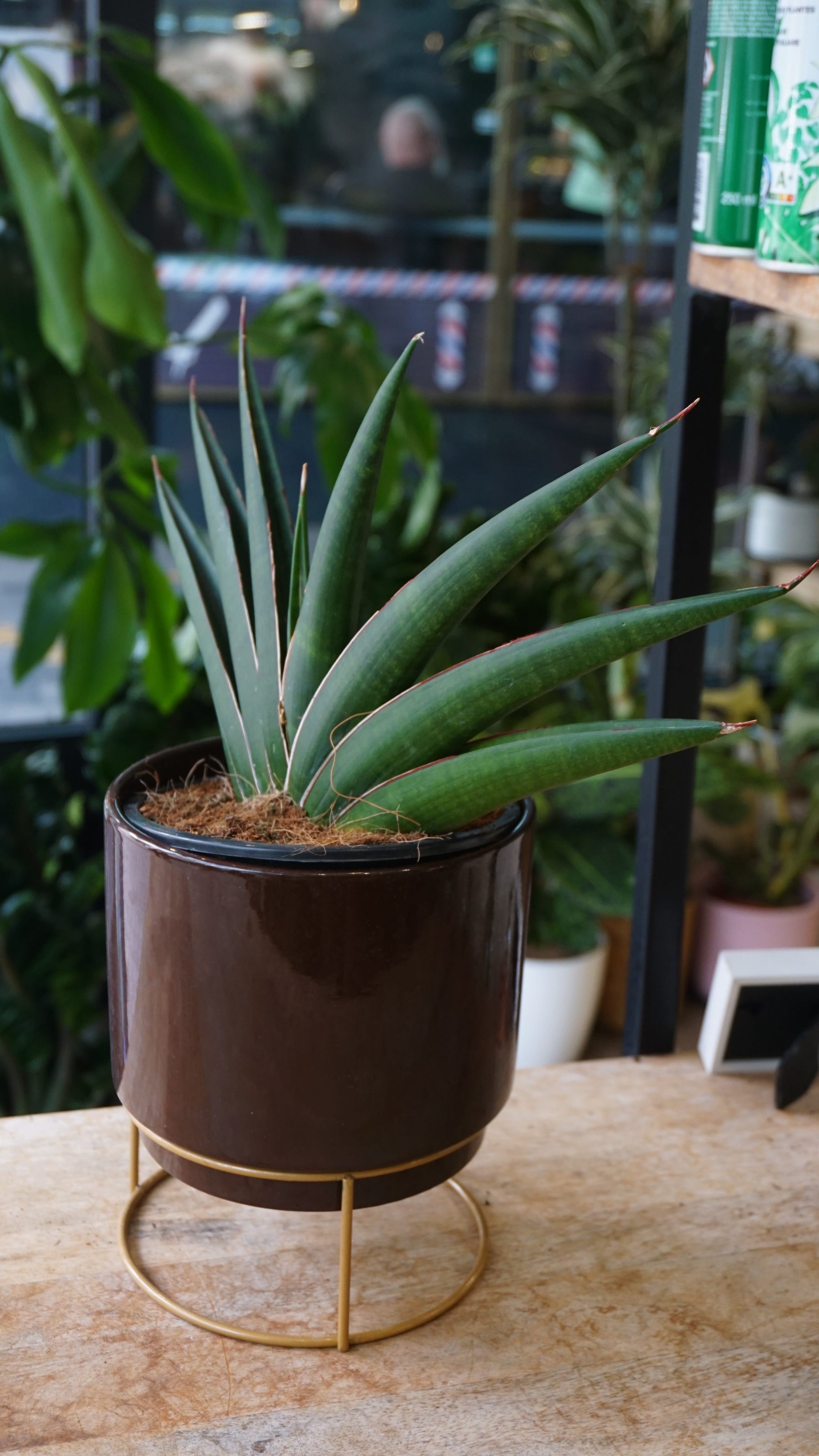 Sansevieria Samurai studio plantes rares jungle jardinerie strasbourg rare plant shop online pflanzen side shot