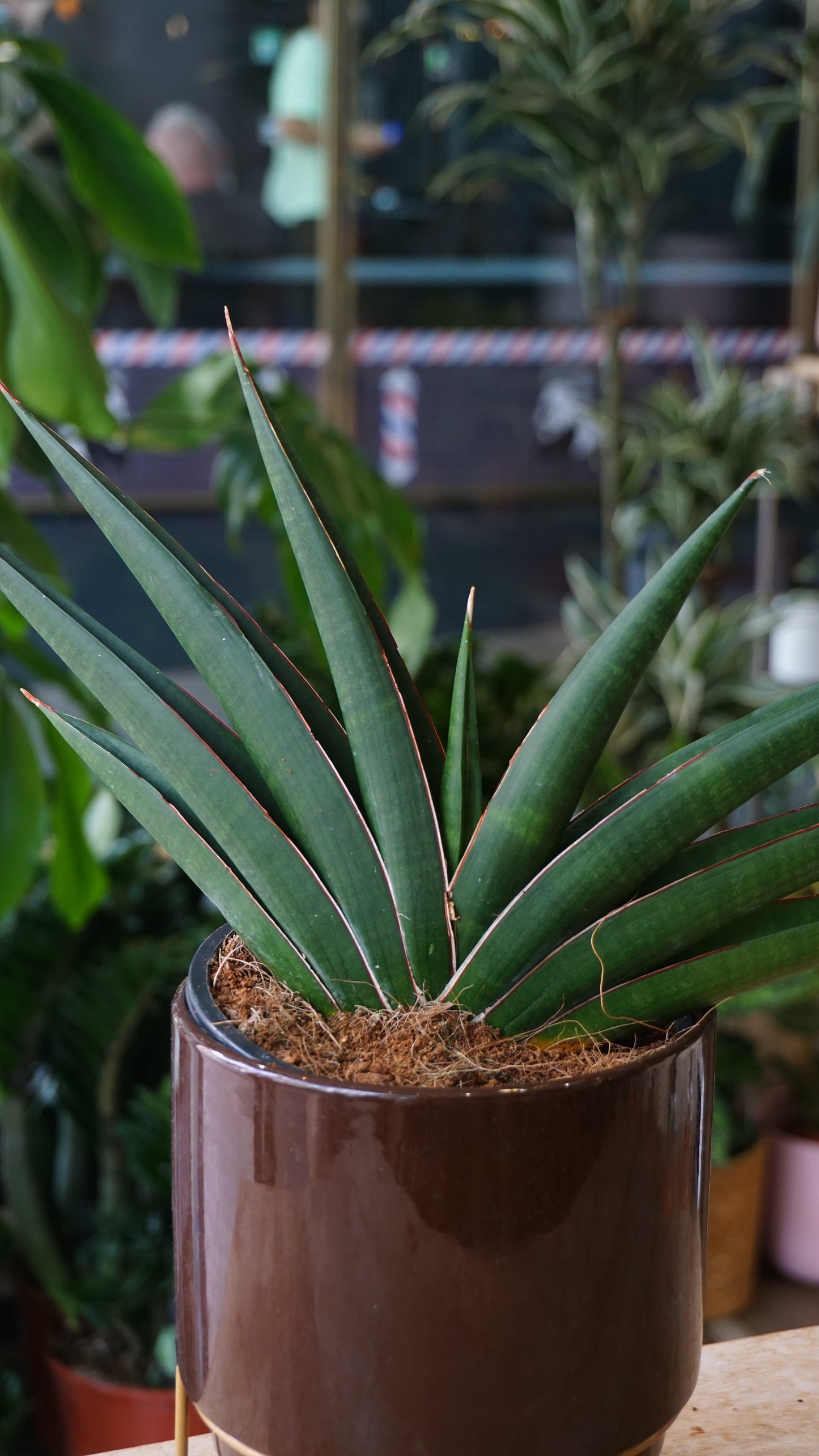 Sansevieria Samurai studio plantes rares jungle jardinerie strasbourg rare plant shop online pflanzen zoom