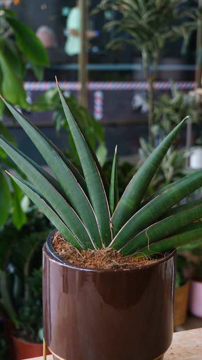 Sansevieria Samurai studio plantes rares jungle jardinerie strasbourg rare plant shop online pflanzen zoom