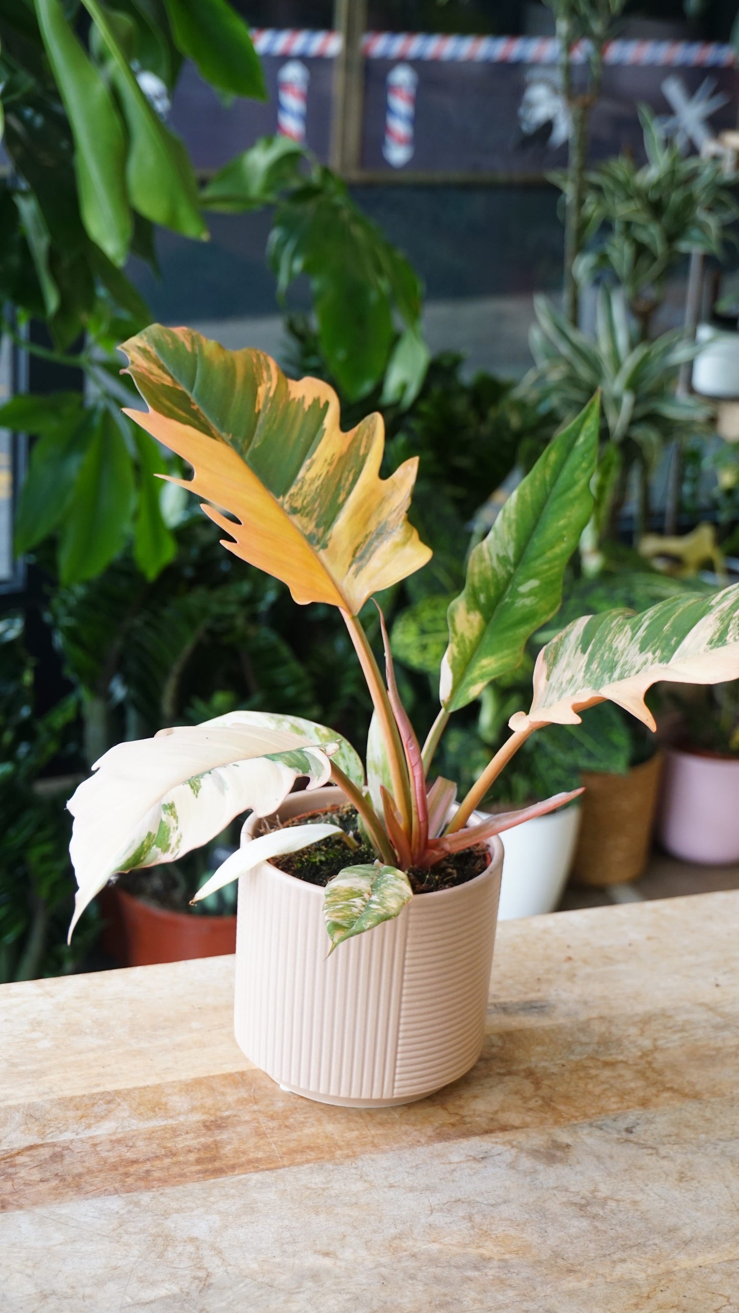 philodendron caramel marble variegata studio plantes rares jungle jardinerie strasbourg rare plant shop online pflanzen plant number 1