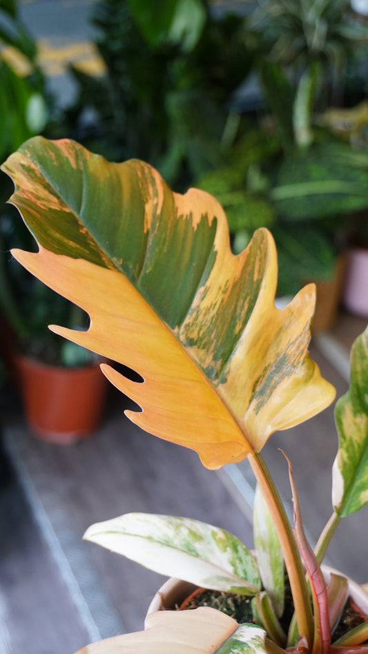 philodendron caramel marble variegata studio plantes rares jungle jardinerie strasbourg rare plant shop online pflanzen plant number 1