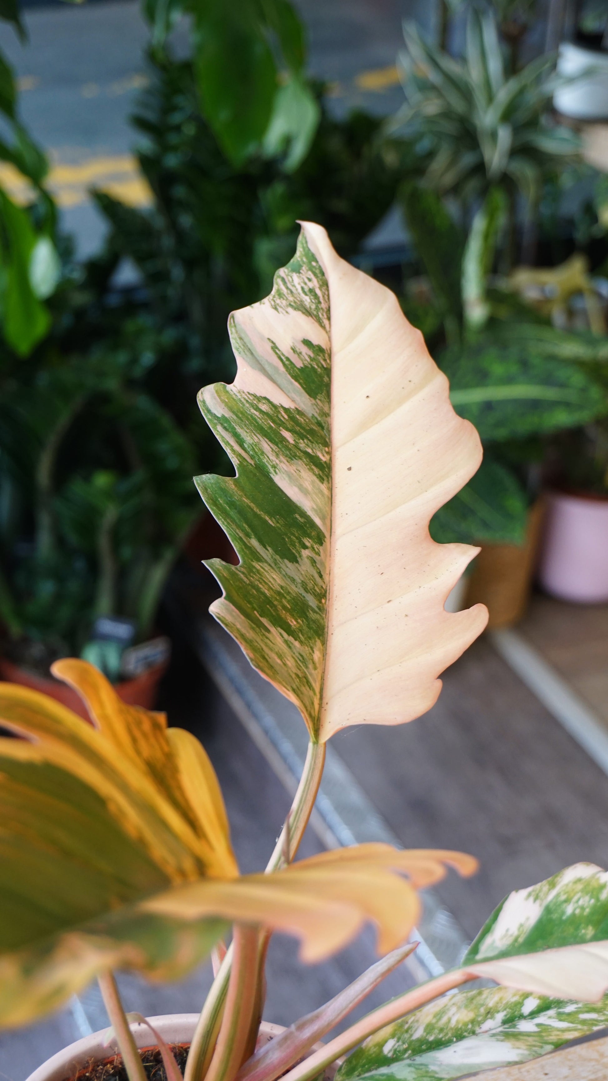 philodendron caramel marble variegata studio plantes rares jungle jardinerie strasbourg rare plant shop online pflanzen plant number 1