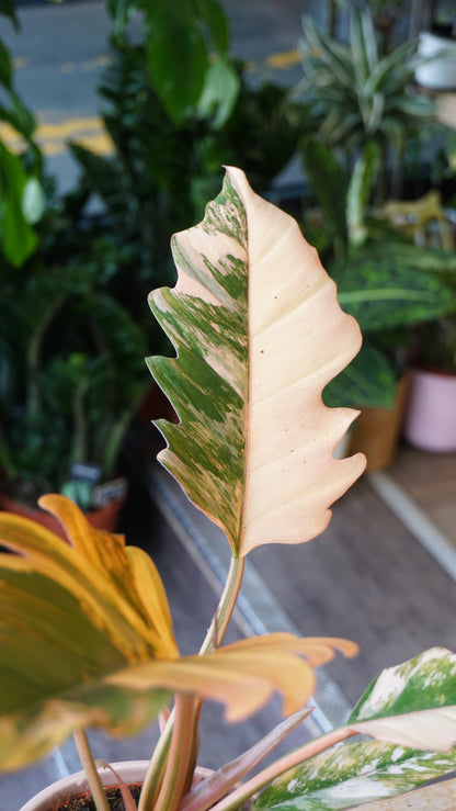 philodendron caramel marble variegata studio plantes rares jungle jardinerie strasbourg rare plant shop online pflanzen plant number 1