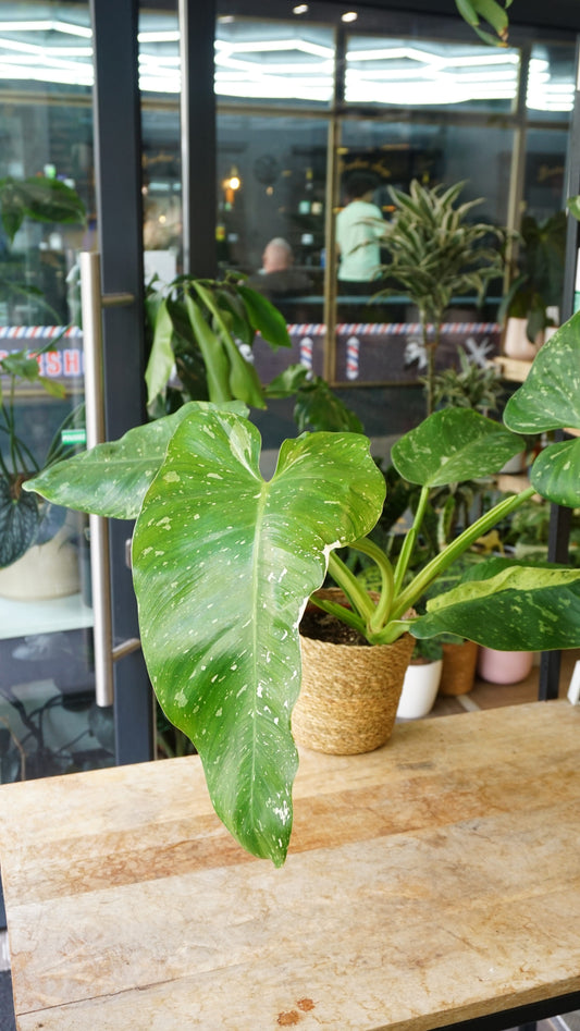 Philodendron Jose Buono studio plantes rares jungle jardinerie strasbourg rare plant shop online pflanzen