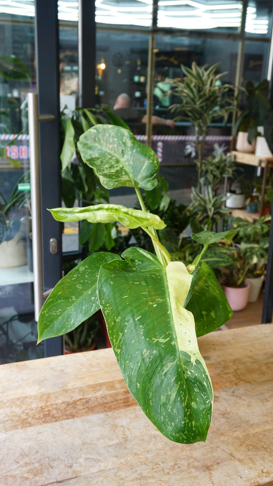 Philodendron Jose Buono studio plantes rares jungle jardinerie strasbourg rare plant shop online pflanzen