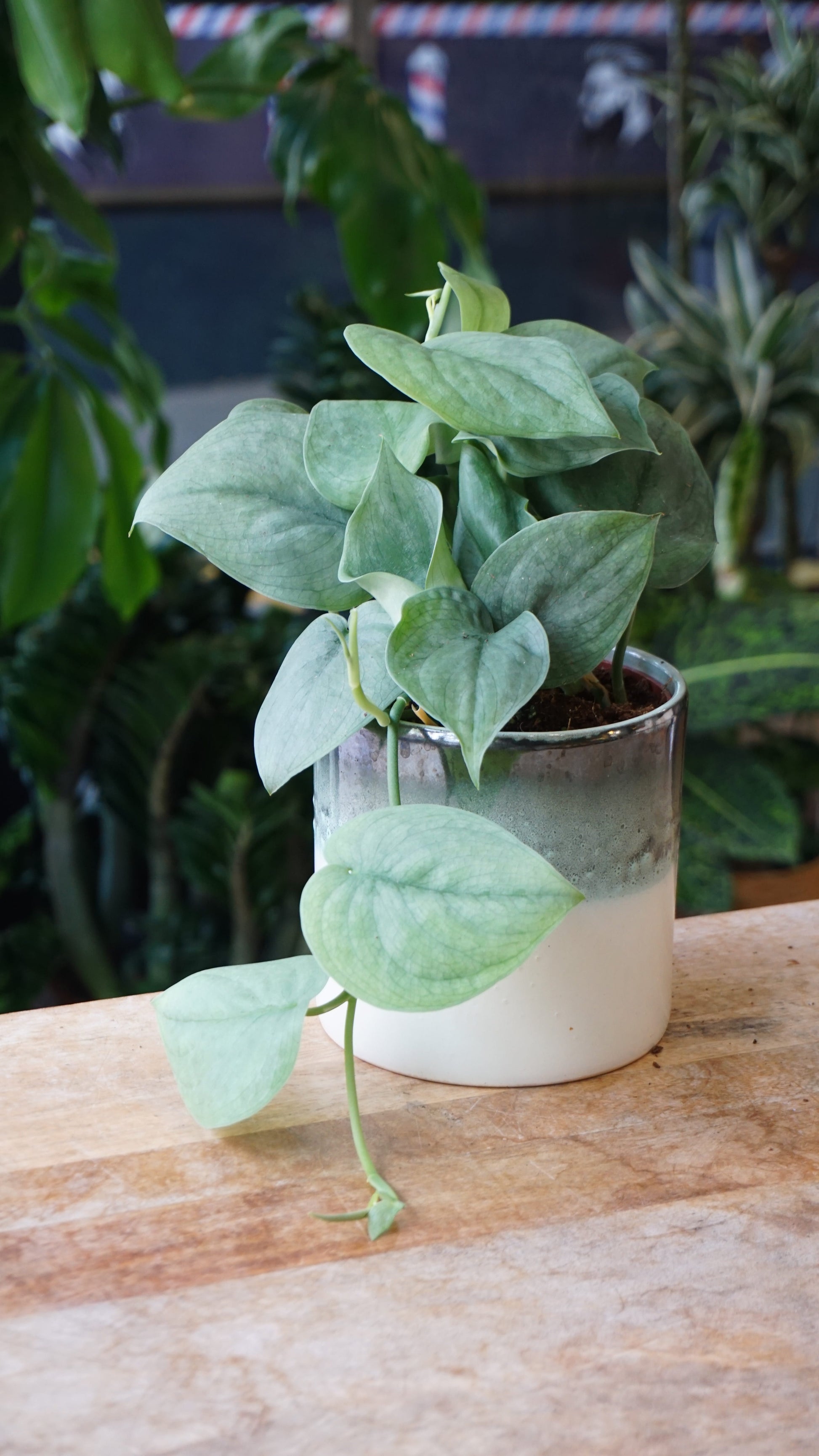Scindapsus Silver Hero studio plantes rares jungle jardinerie strasbourg rare plant shop online pflanzen