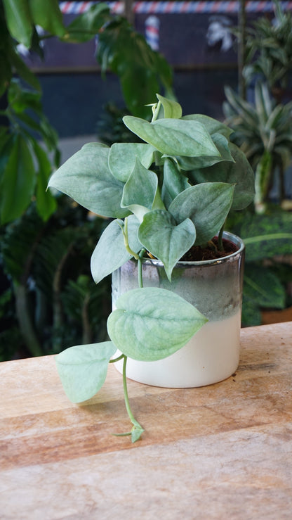 Scindapsus Silver Hero studio plantes rares jungle jardinerie strasbourg rare plant shop online pflanzen