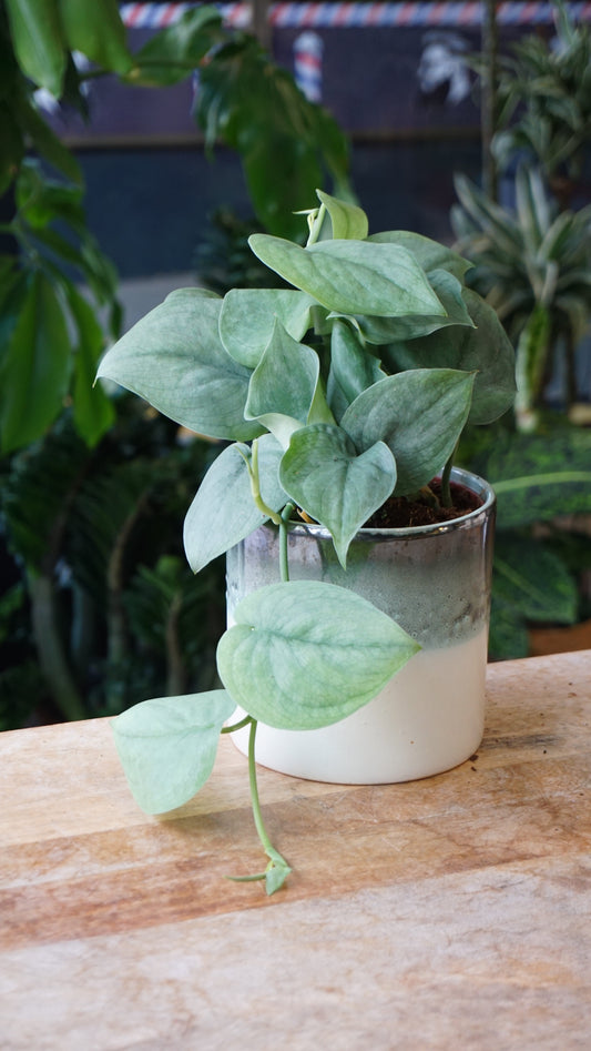 Scindapsus Silver Hero studio plantes rares jungle jardinerie strasbourg rare plant shop online pflanzen