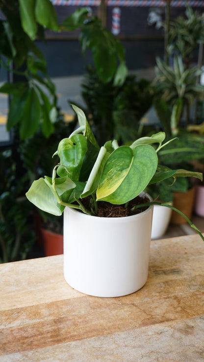 Scindapsus Rubicon studio plantes rares jungle jardinerie strasbourg rare plant shop online pflanzen