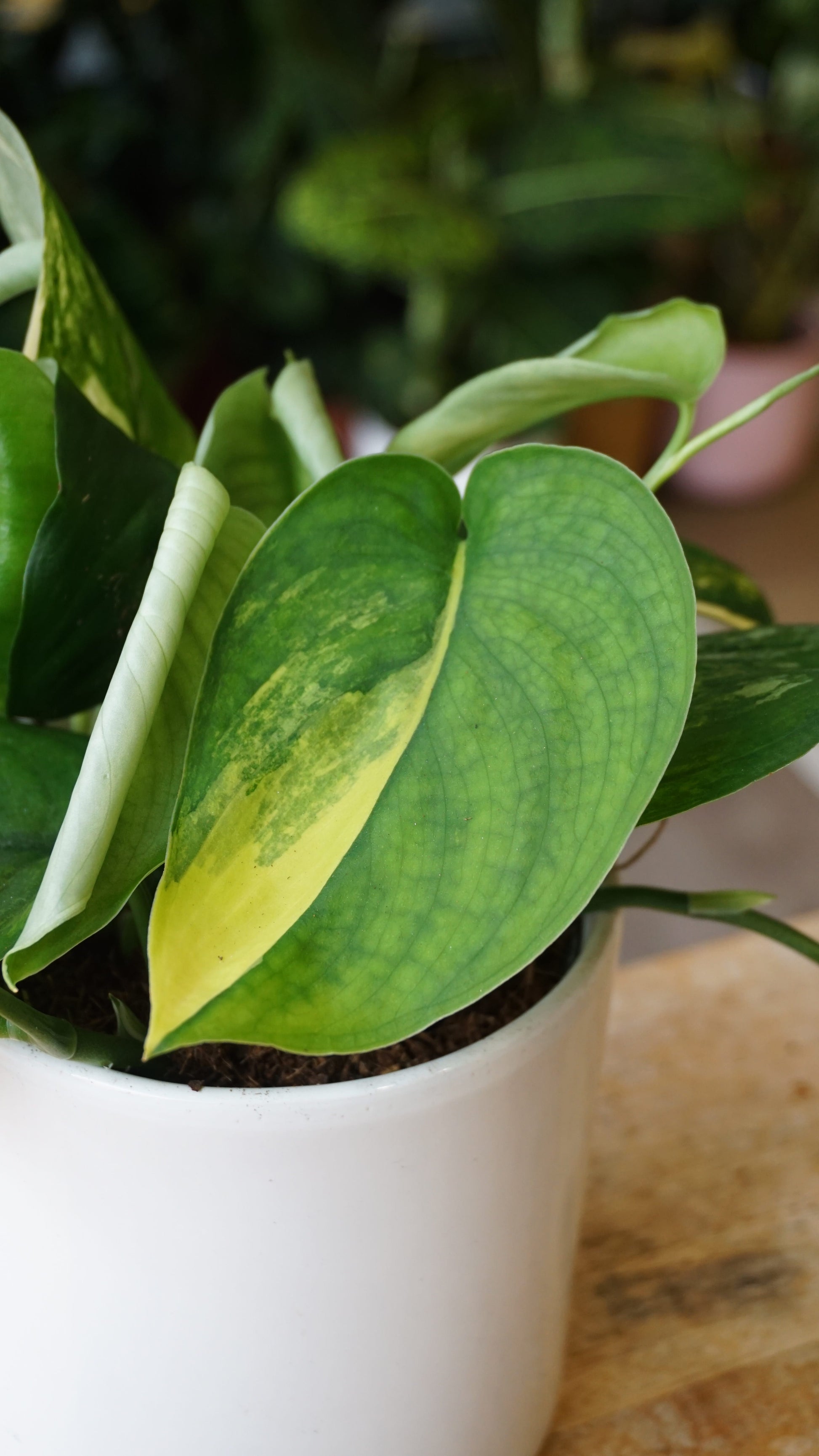 Scindapsus Rubicon studio plantes rares jungle jardinerie strasbourg rare plant shop online pflanzen