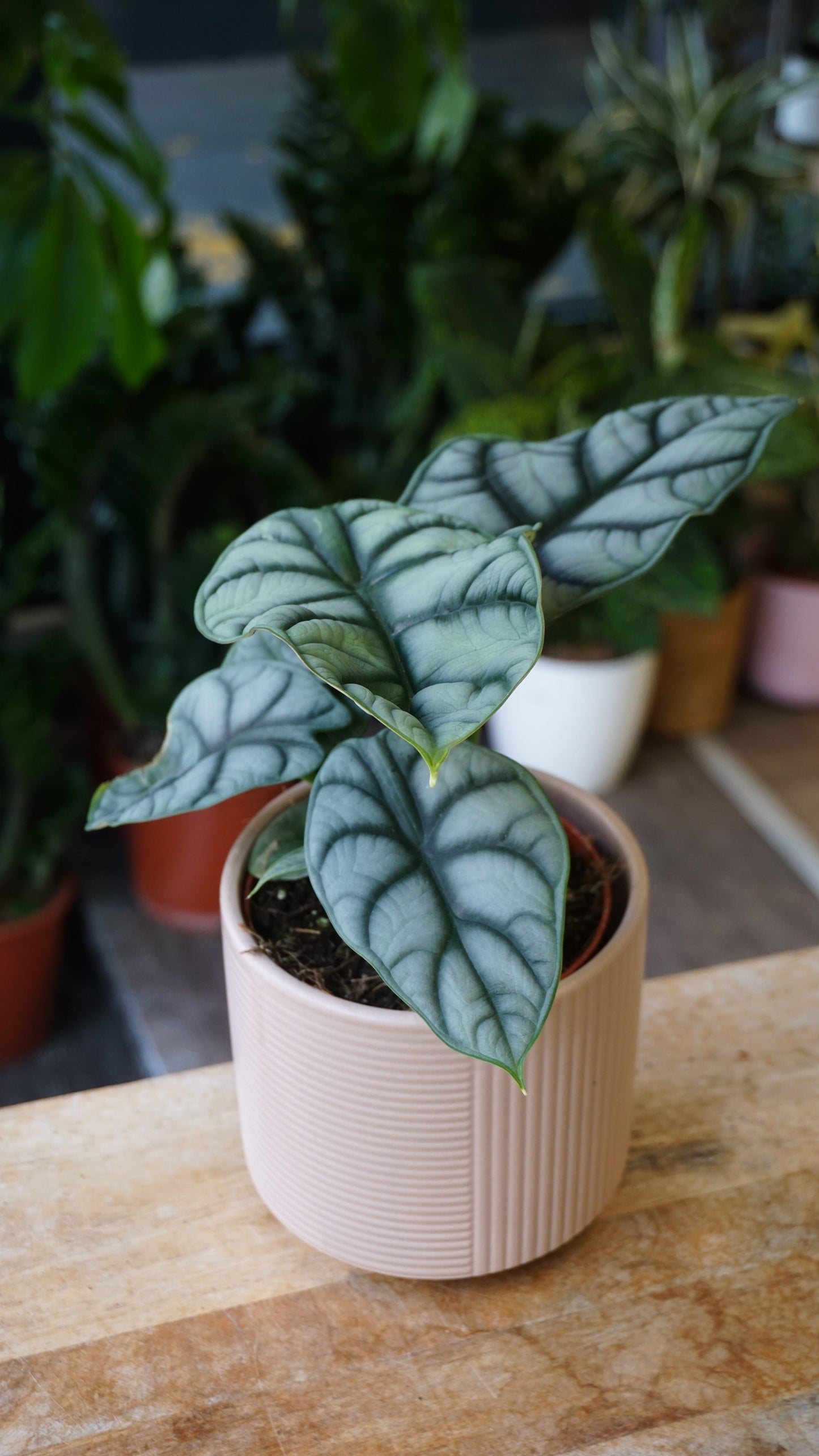 Alocasia Silver Dragon studio plantes rares jungle jardinerie strasbourg rare plant shop online pflanzen