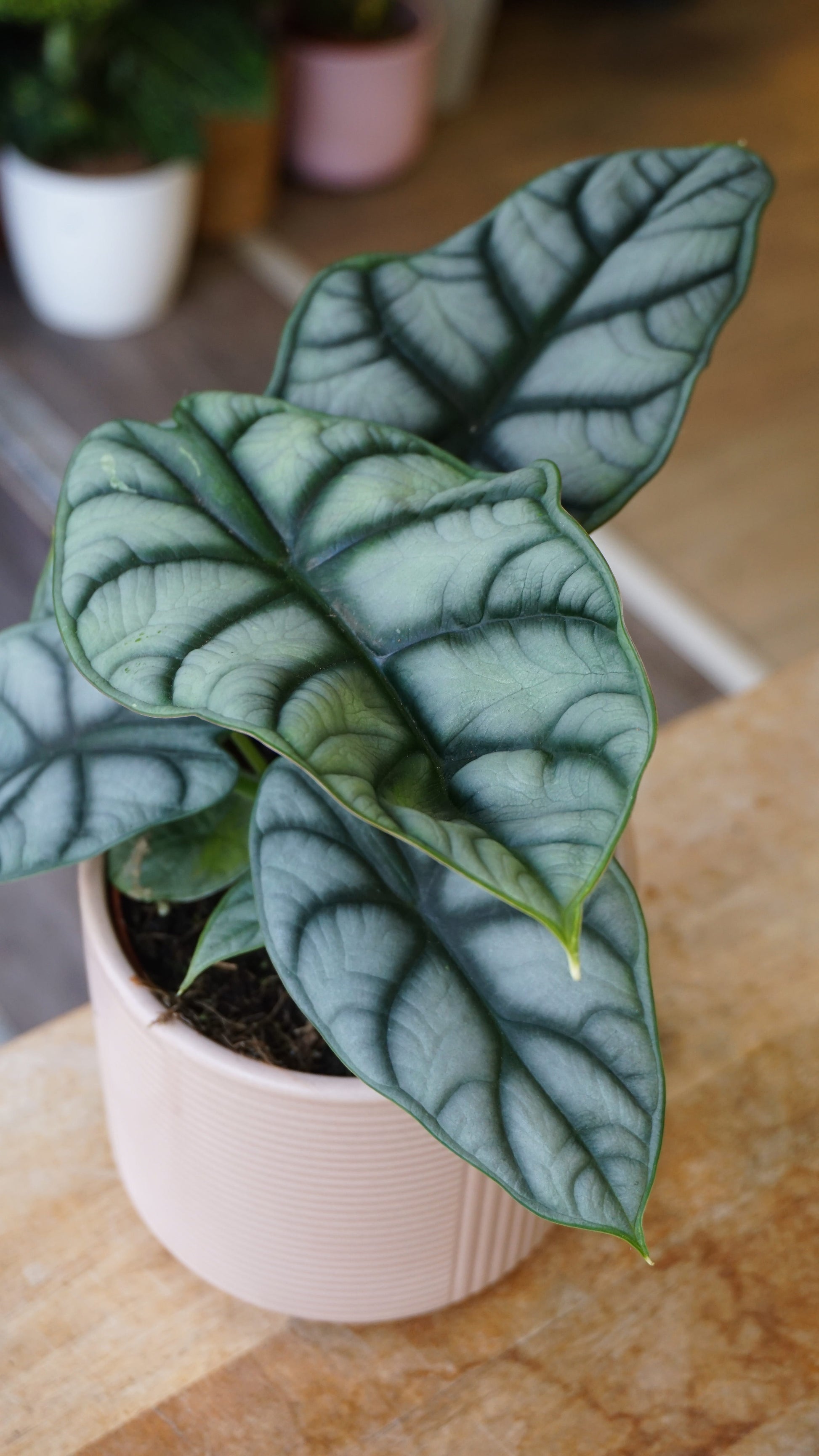 Alocasia Silver Dragon studio plantes rares jungle jardinerie strasbourg rare plant shop online pflanzen leaf zoom