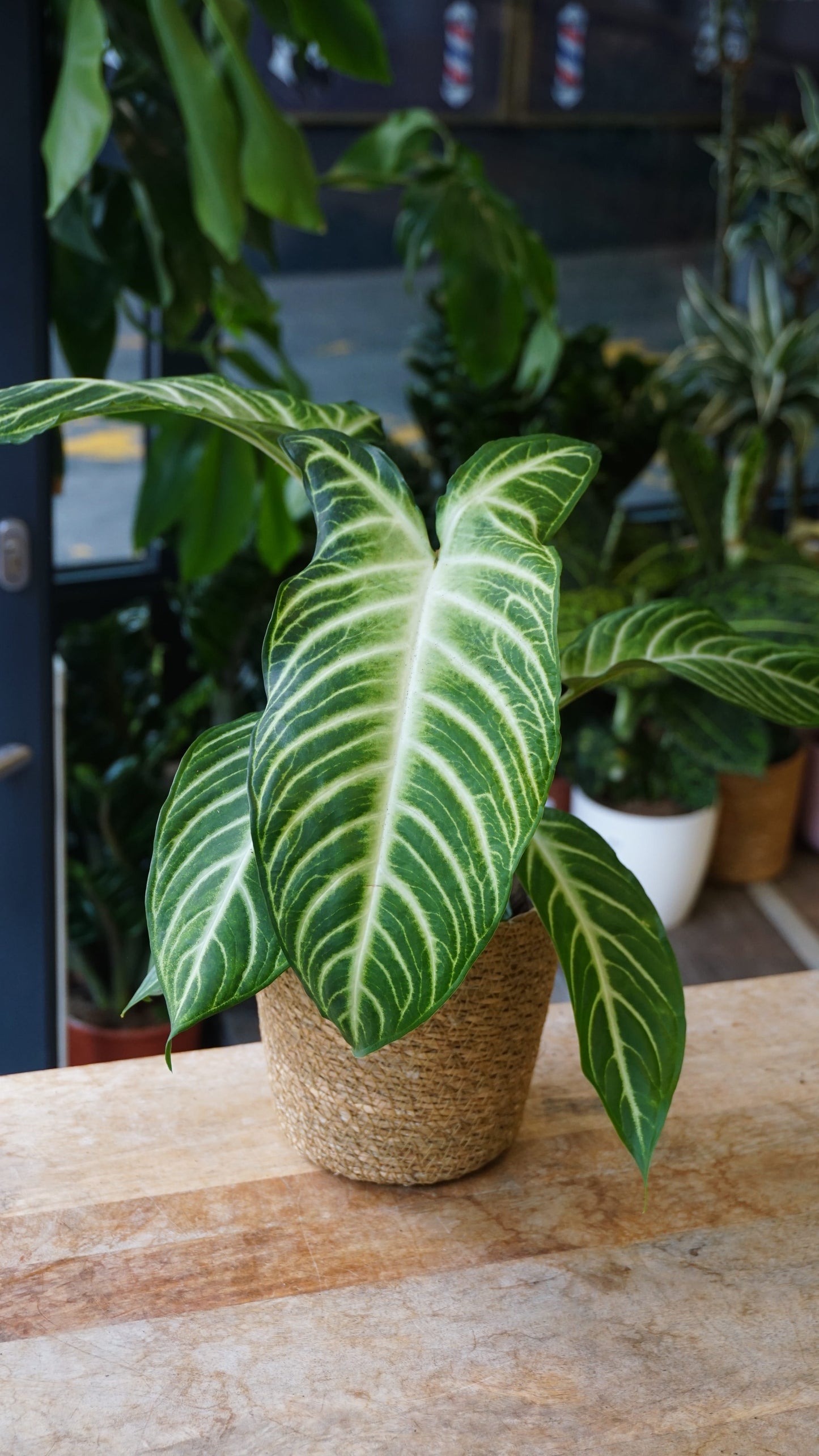 Xanthosoma Lindenii studio plantes rares jungle jardinerie strasbourg rare plant shop online pflanzen