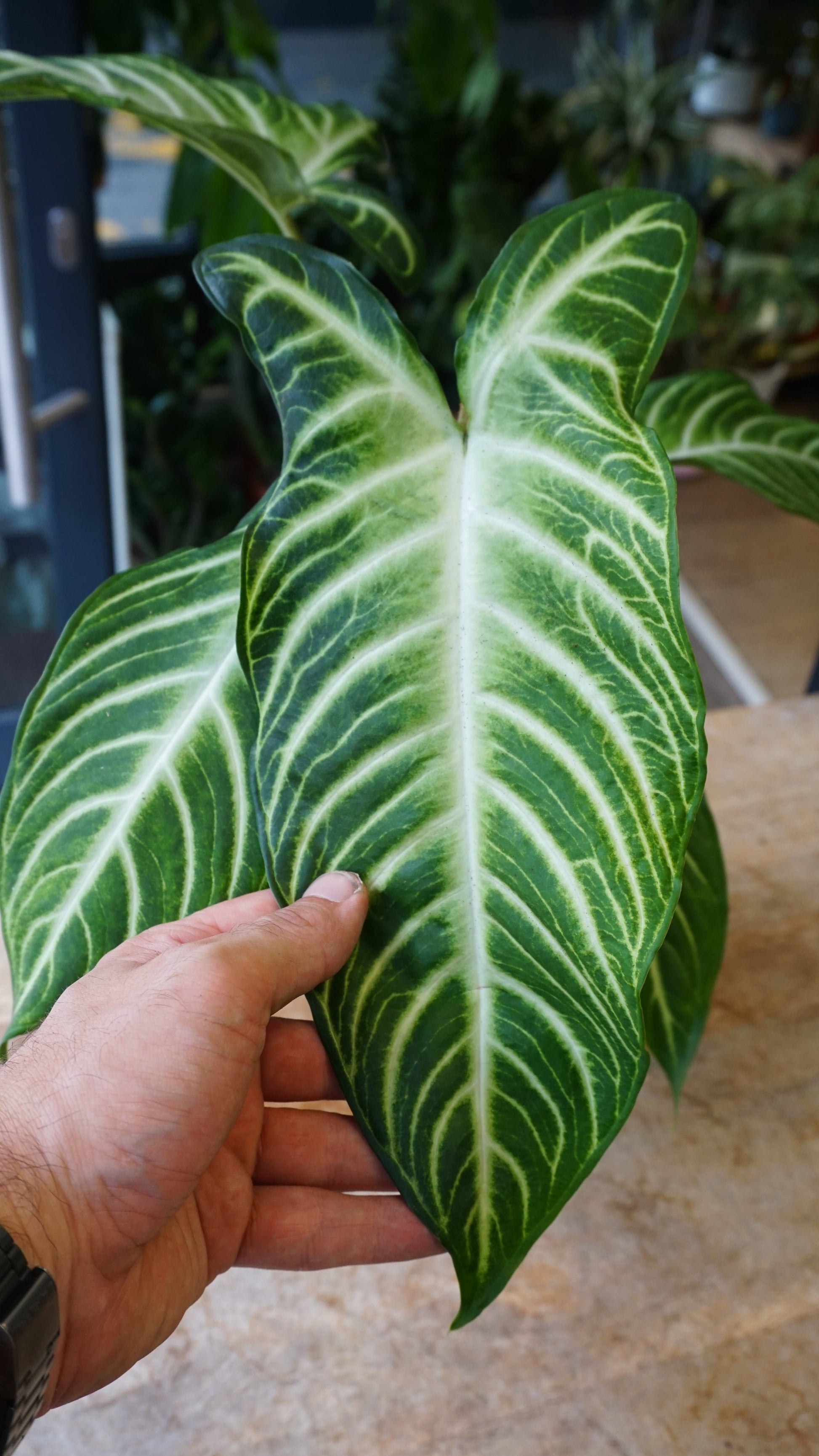 Xanthosoma Lindenii studio plantes rares jungle jardinerie strasbourg rare plant shop online pflanzen