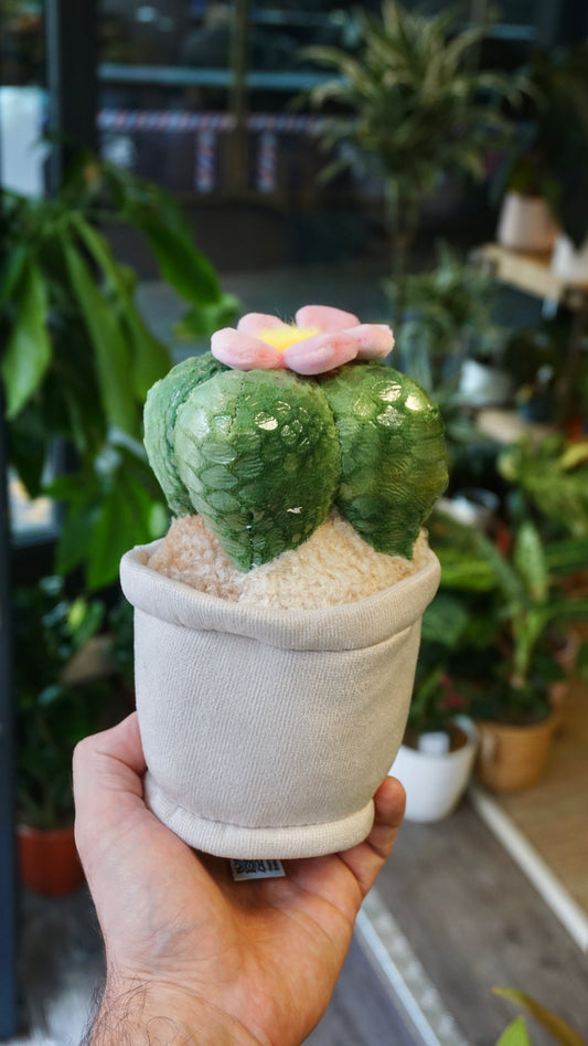 Peluche Plante (plusieurs options)