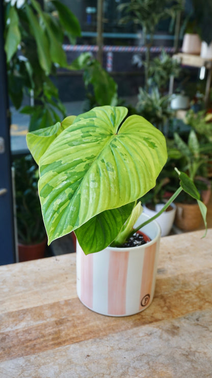 Philodendron Plowmanii Variegata studio plantes rares jungle jardinerie strasbourg rare plant shop online pflanzen