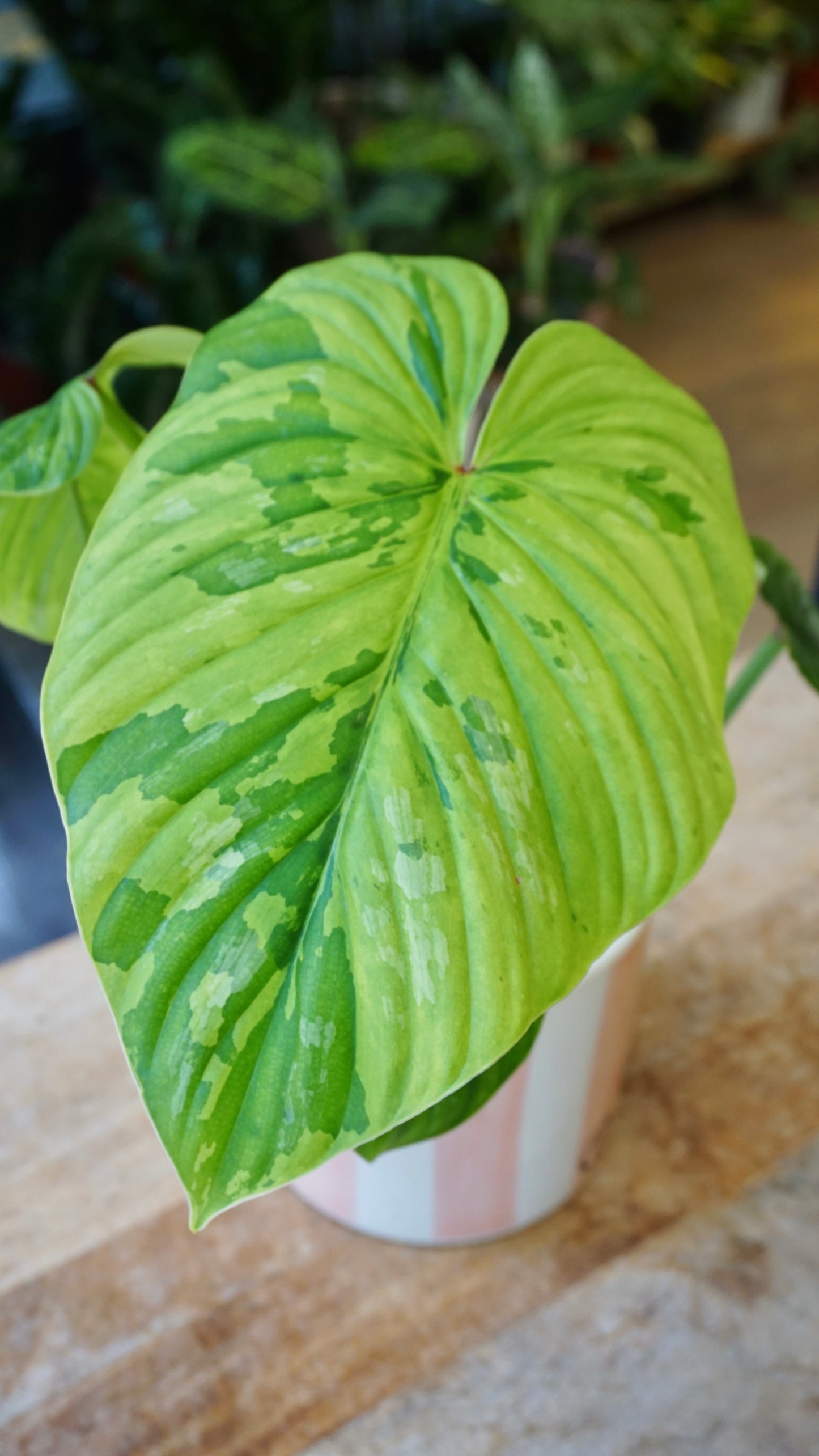 Philodendron Plowmanii Variegata studio plantes rares jungle jardinerie strasbourg rare plant shop online pflanzen