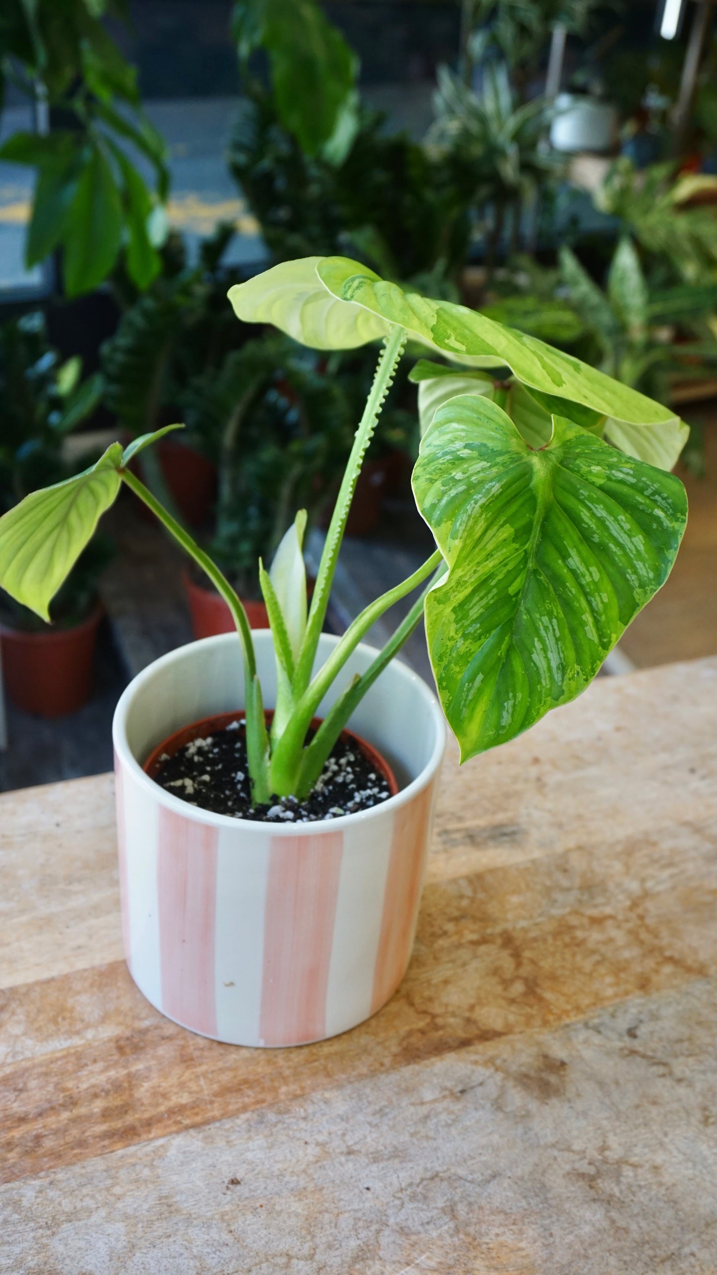 Philodendron Plowmanii Variegata studio plantes rares jungle jardinerie strasbourg rare plant shop online pflanzen