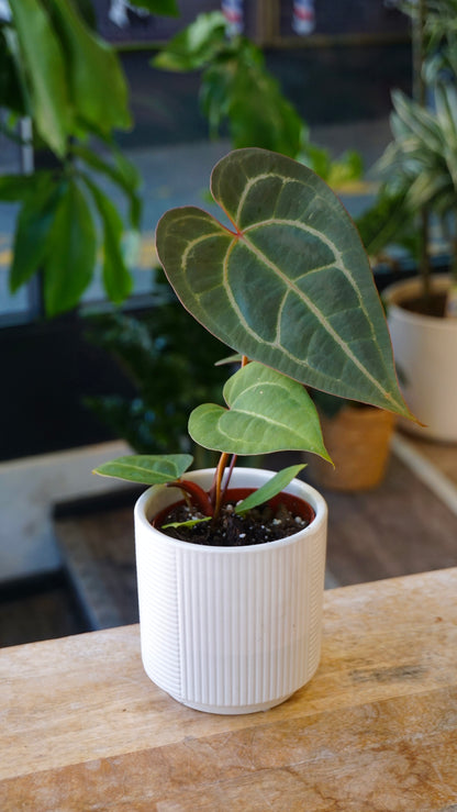 Anthurium Dark Mama x Ace of Spades