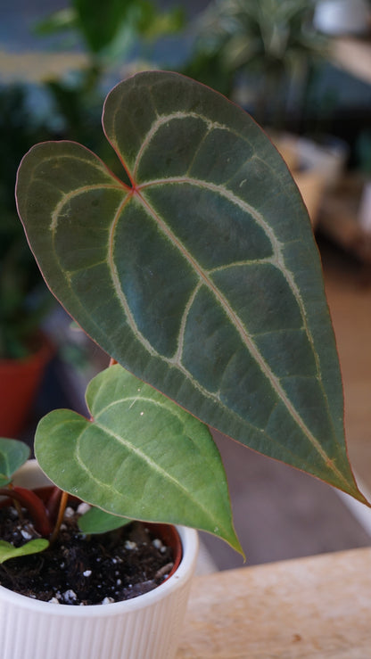 Anthurium Dark Mama x Ace of Spades