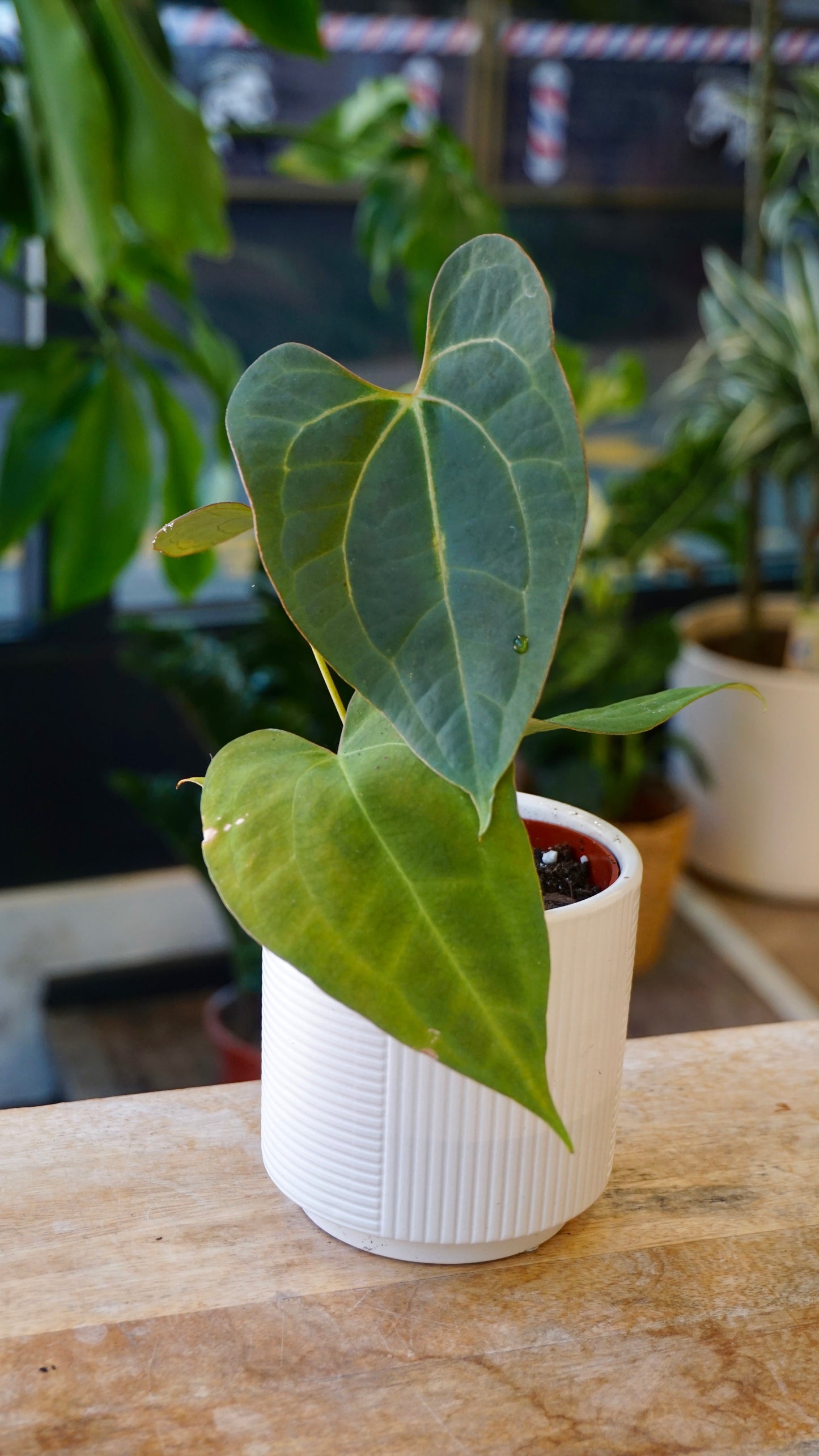 Anthurium Dark Mama x Ace of Spades