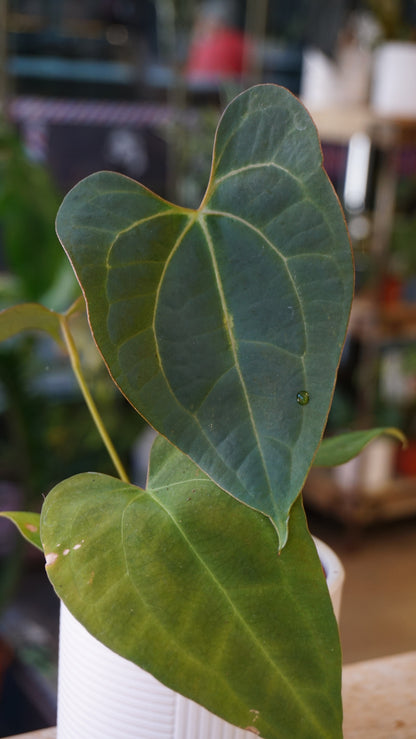 Anthurium Dark Mama x Ace of Spades