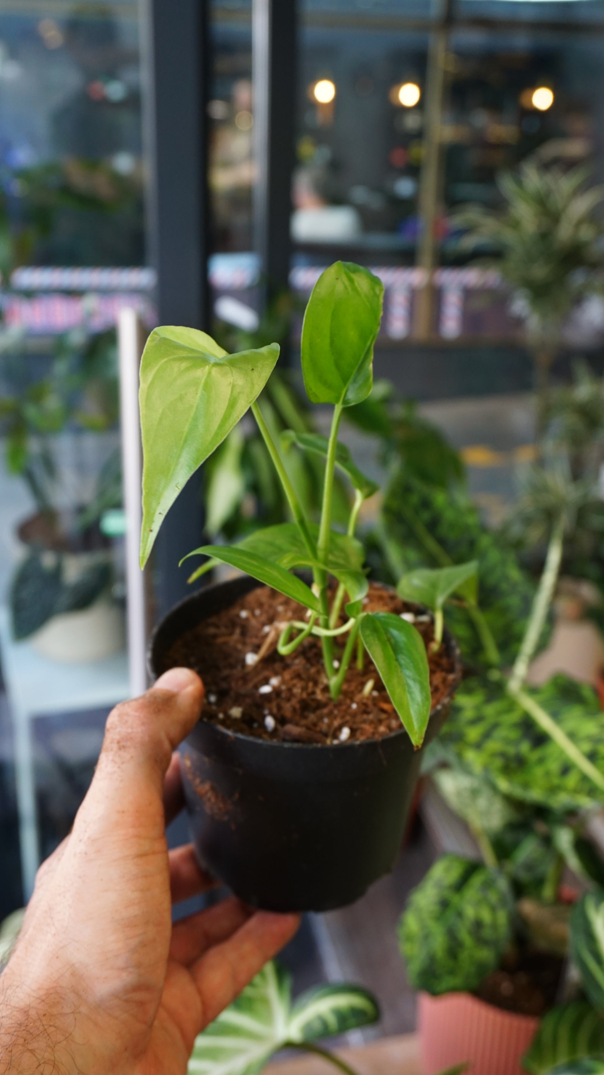 Monstera Obliqua Suriname studio plantes rares jungle jardinerie strasbourg rare plant shop online pflanzen