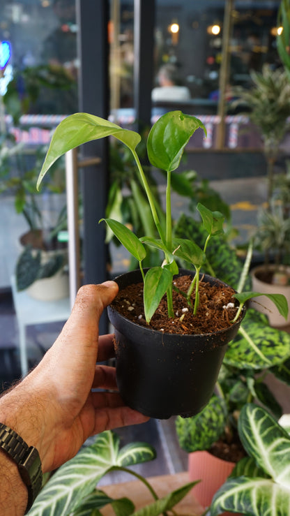 Monstera Obliqua Suriname studio plantes rares jungle jardinerie strasbourg rare plant shop online pflanzen