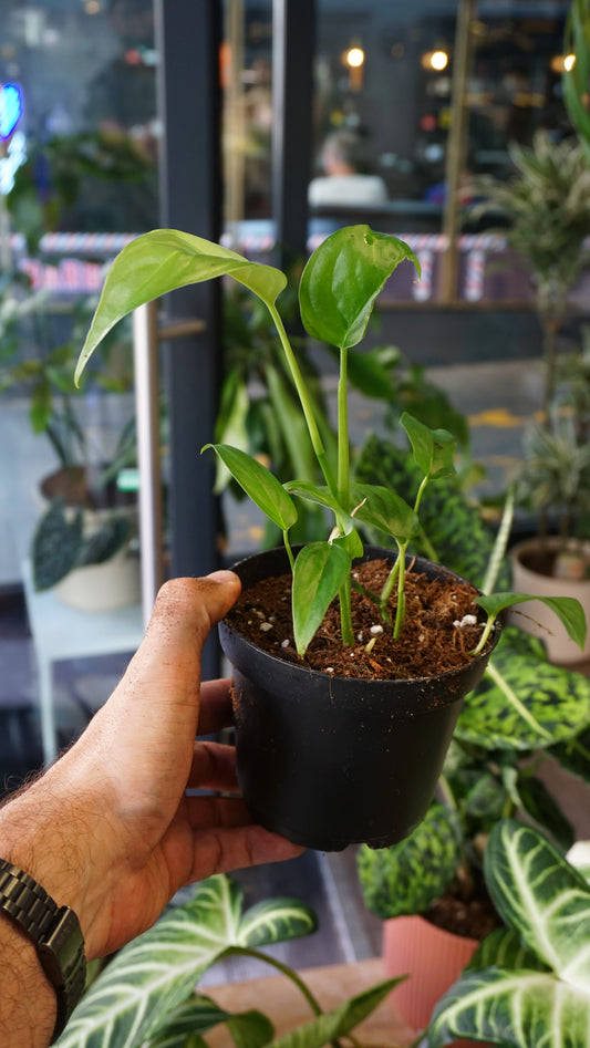 Monstera Obliqua Suriname studio plantes rares jungle jardinerie strasbourg rare plant shop online pflanzen