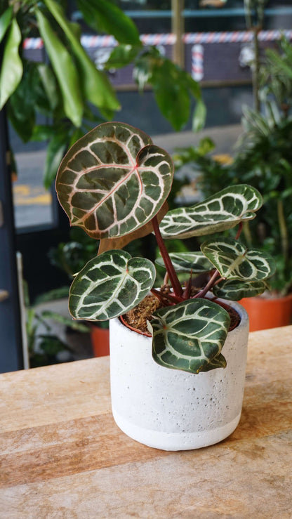 Anthurium Crystallinum Select