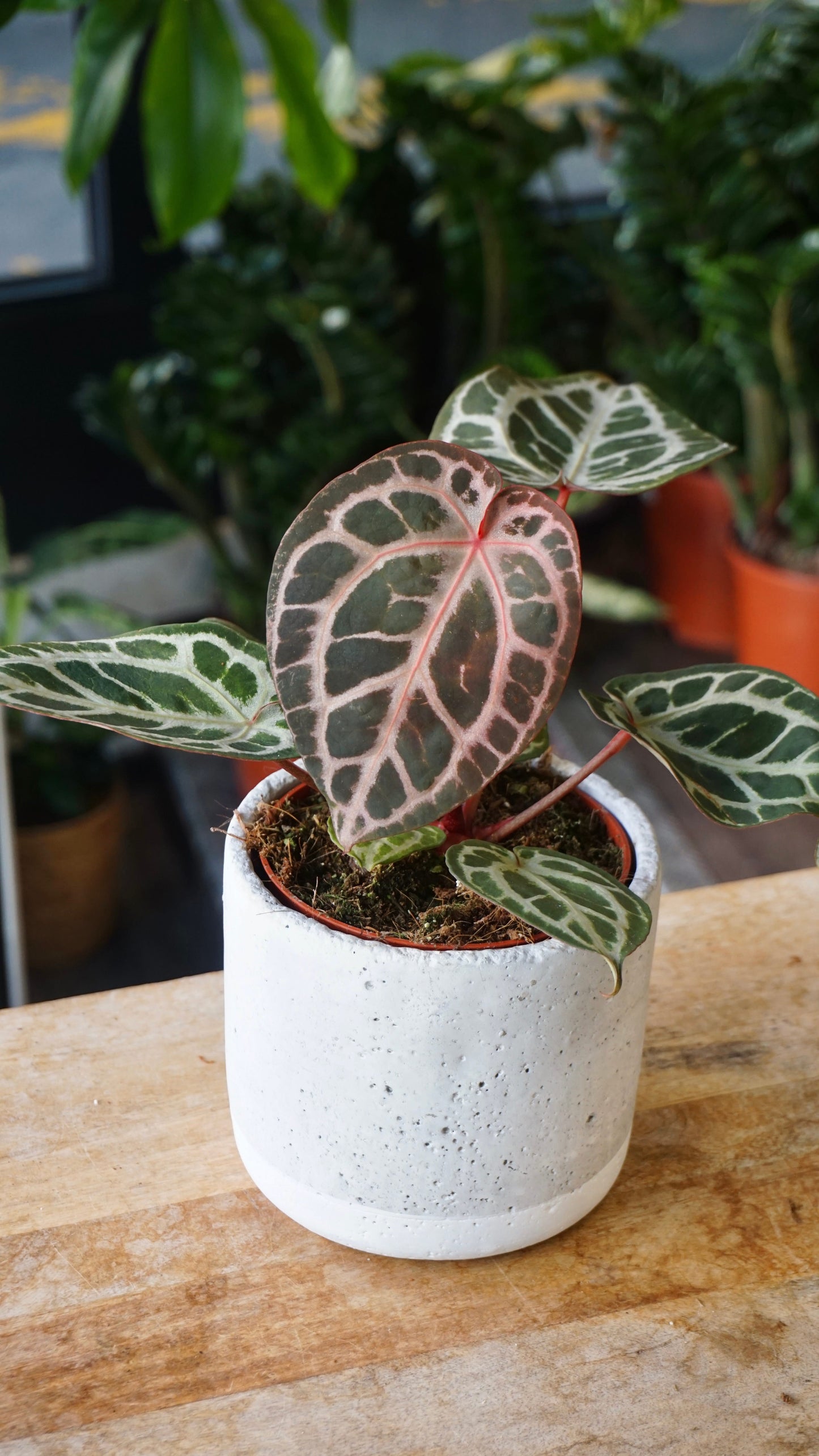 Anthurium Crystallinum Select