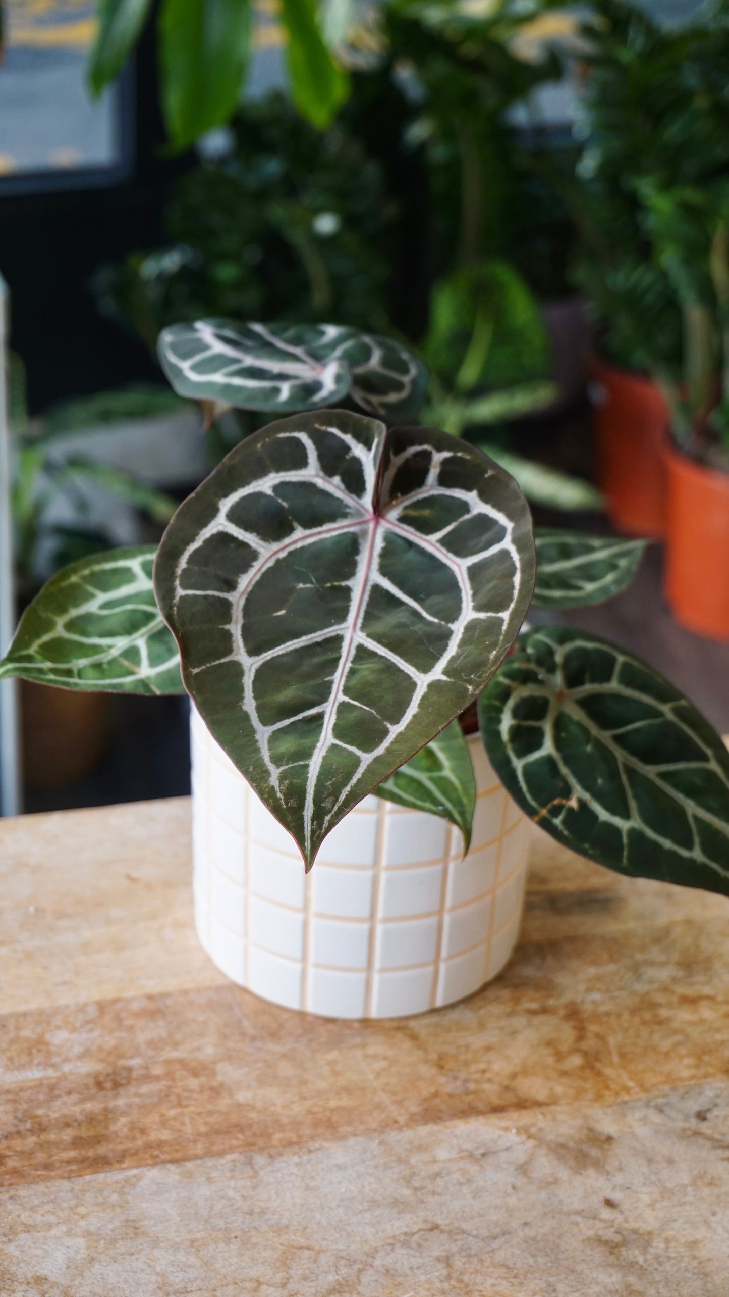 Anthurium Crystallinum Select