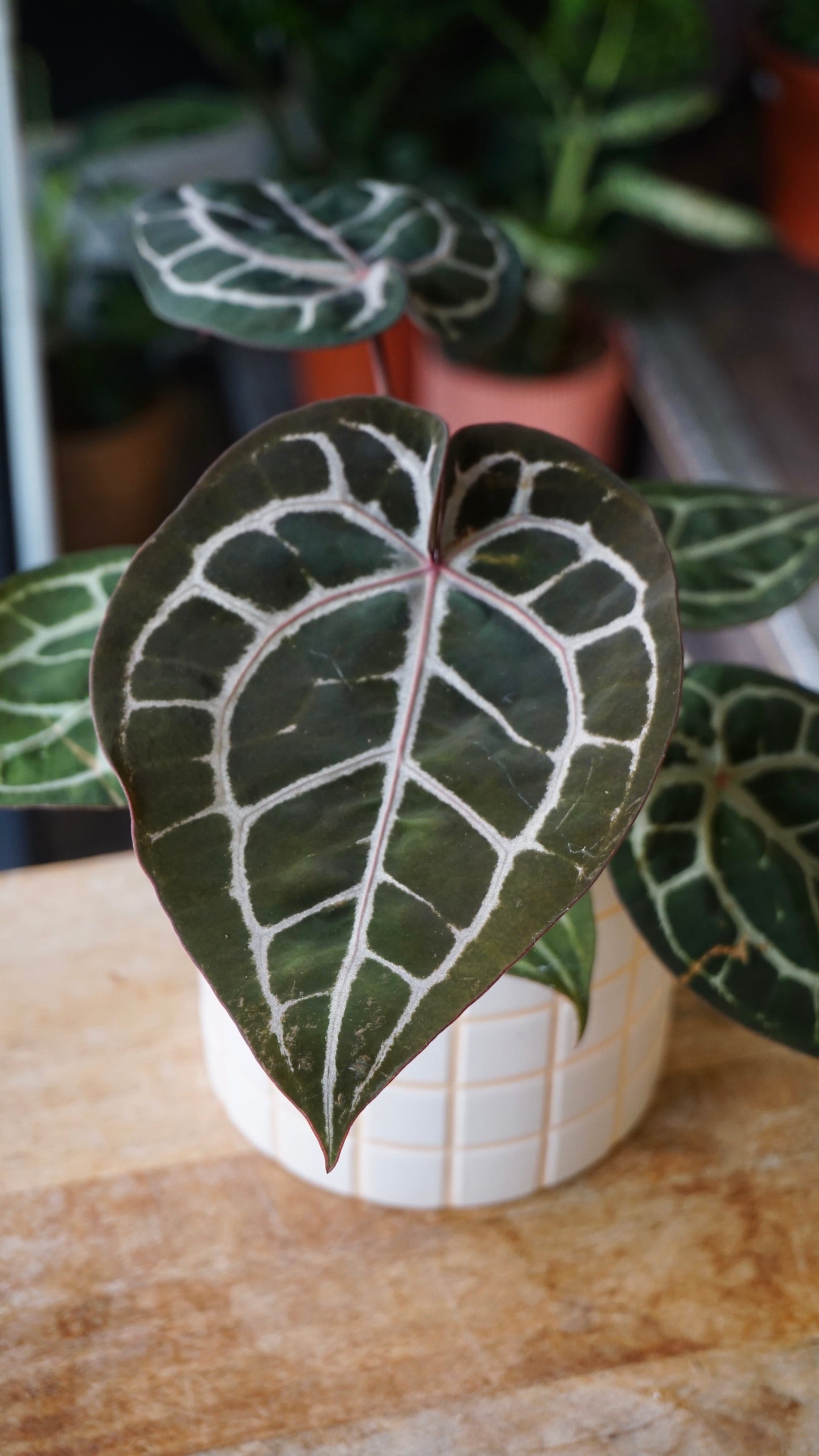 Anthurium Crystallinum Select