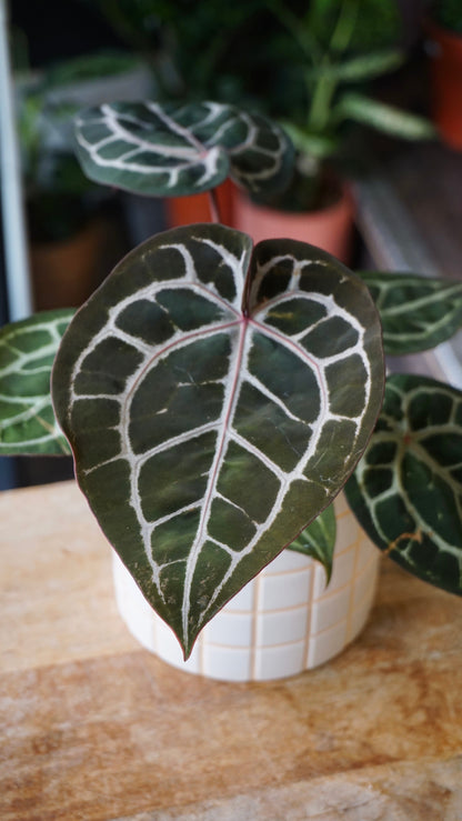 Anthurium Crystallinum Select