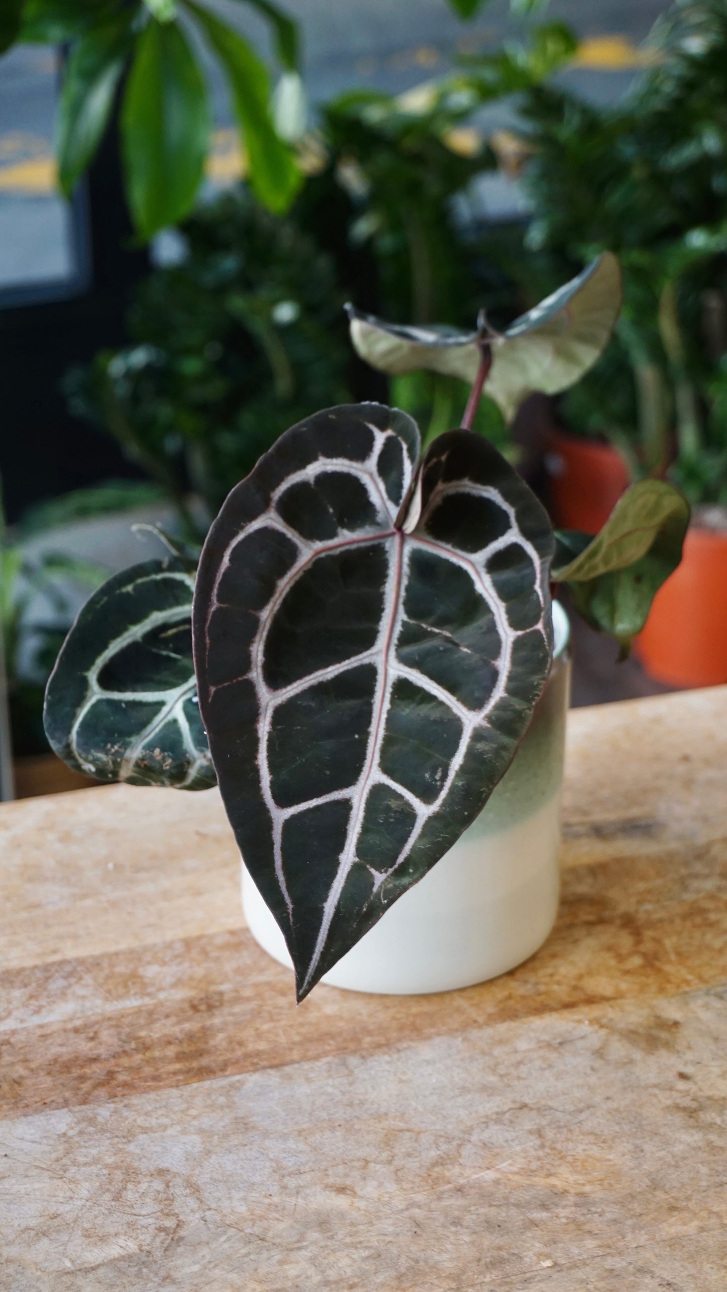 Anthurium Crystallinum Select
