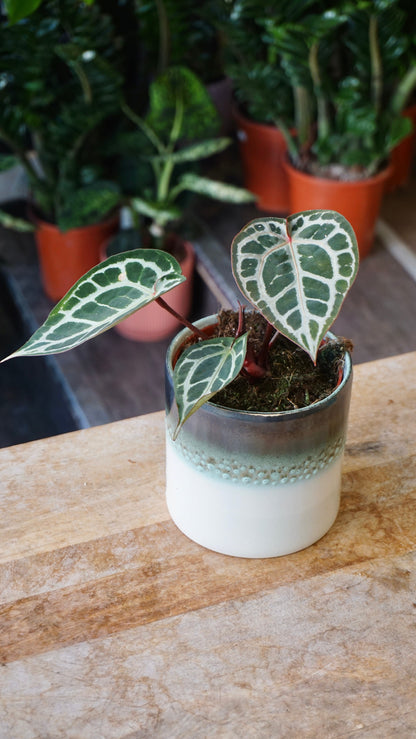Anthurium Crystallinum Select
