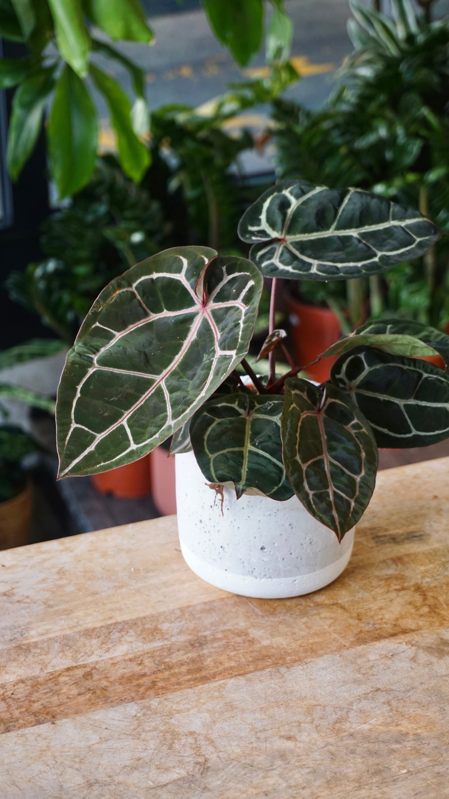 Anthurium Crystallinum Select