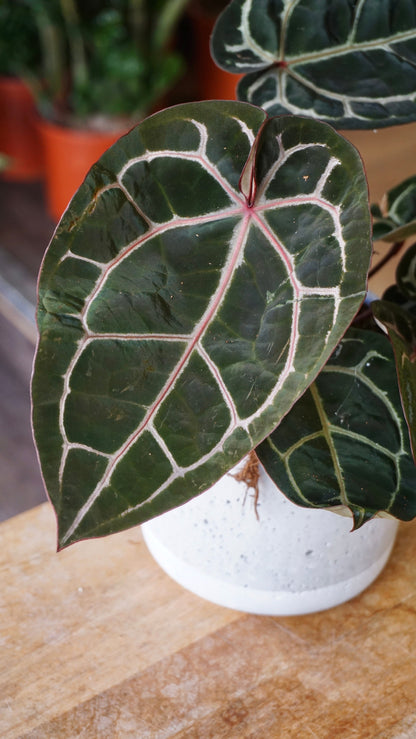Anthurium Crystallinum Select