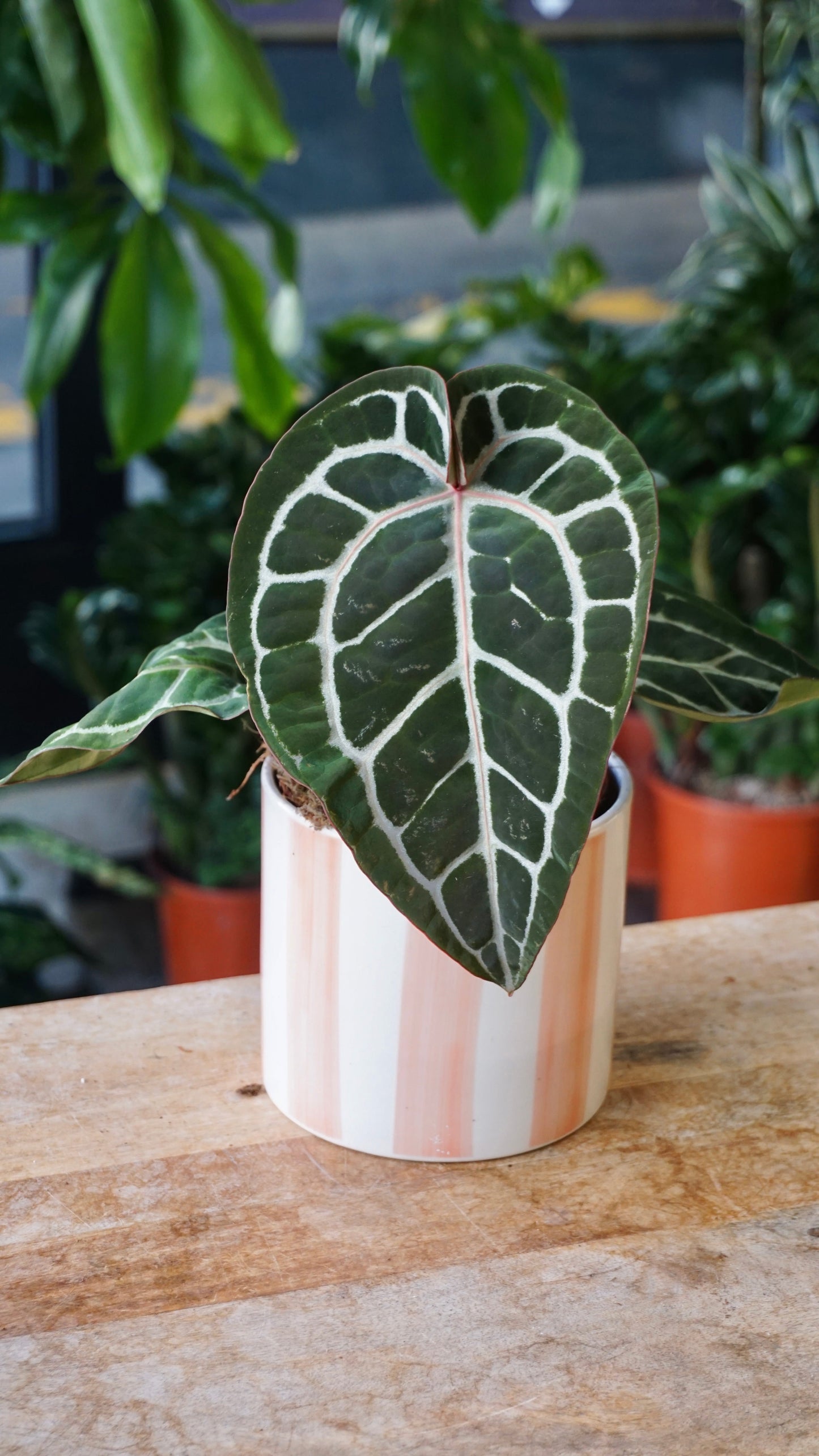 Anthurium Crystallinum Select