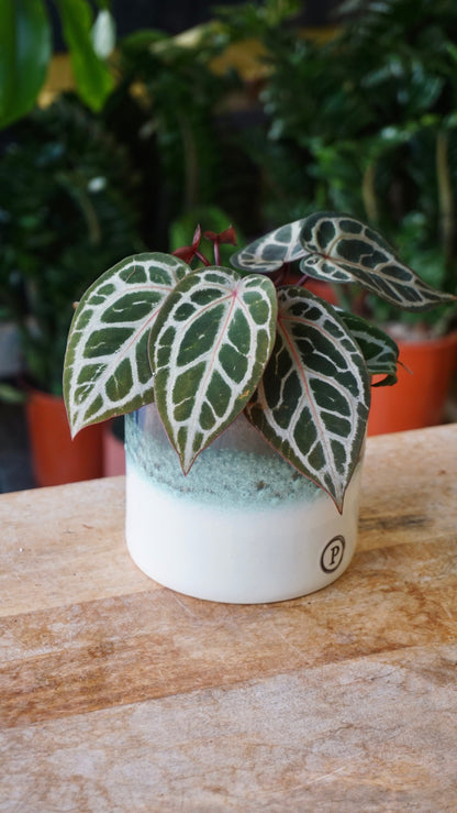 Anthurium Crystallinum Select