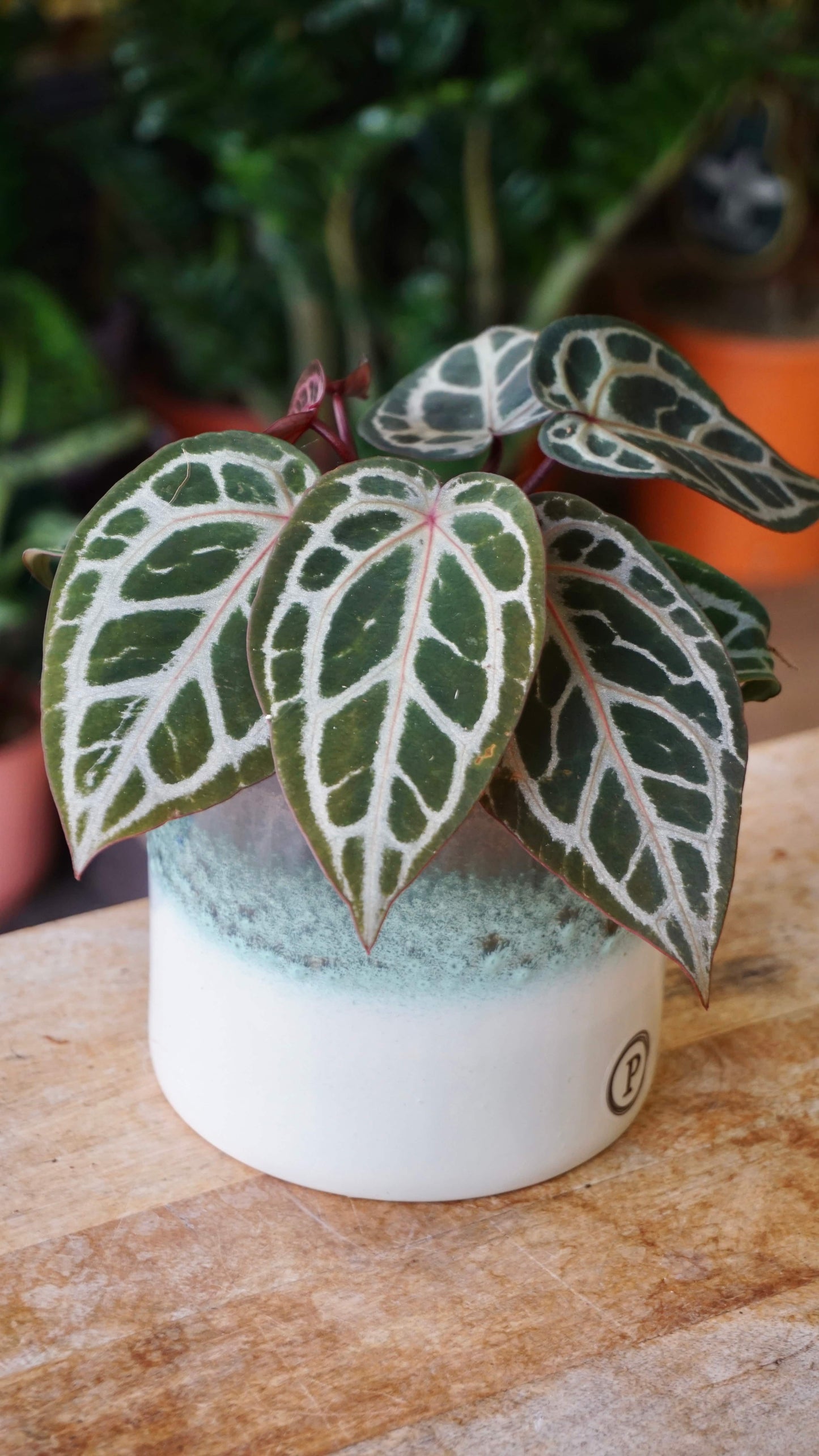Anthurium Crystallinum Select