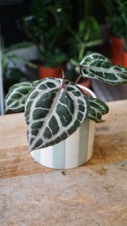 Anthurium Crystallinum Select