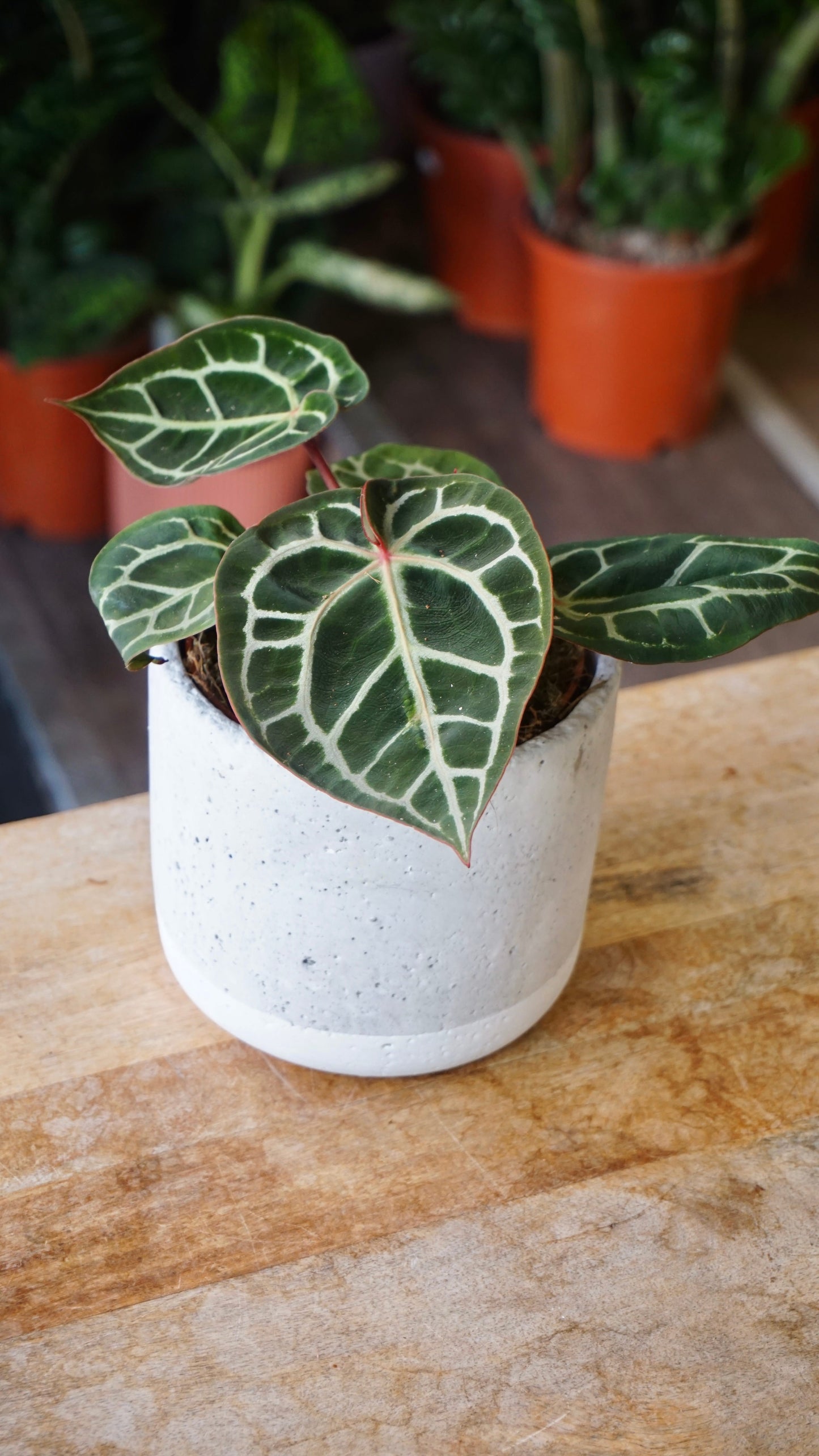 Anthurium Crystallinum Select