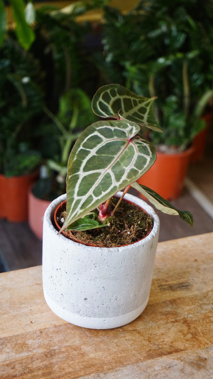 Anthurium Crystallinum Select