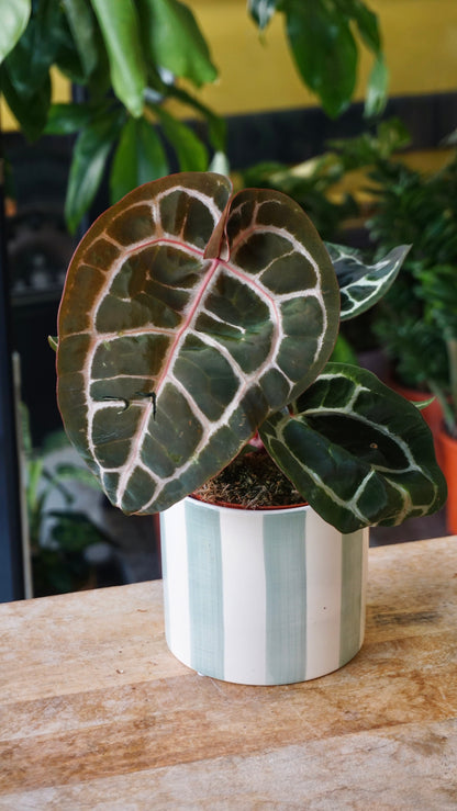 Anthurium Crystallinum Select